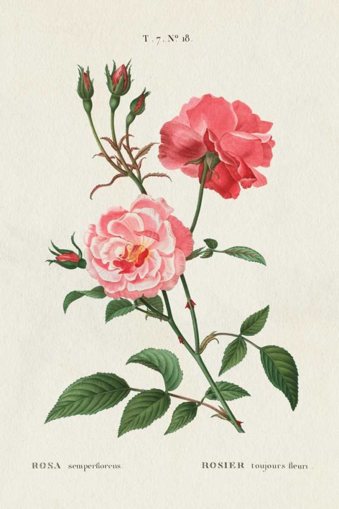 Rosa art print by Wild Apple Portfolio for $57.95 CAD