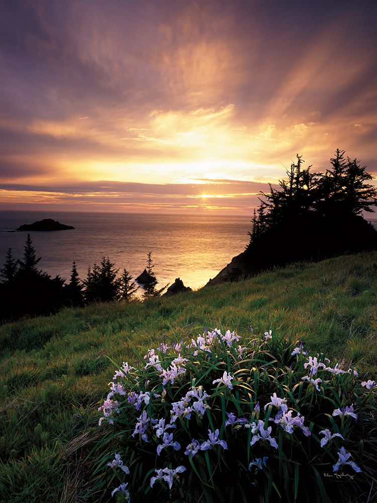 Wild Iris at Sunset art print by Alan Majchrowicz for $57.95 CAD