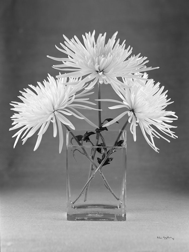 Still Life with Mums art print by Alan Majchrowicz for $57.95 CAD