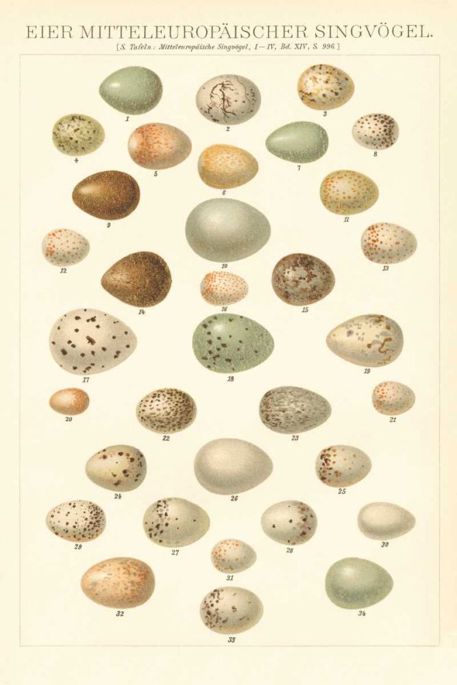 Songbird Egg Chart art print by Wild Apple Portfolio for $57.95 CAD
