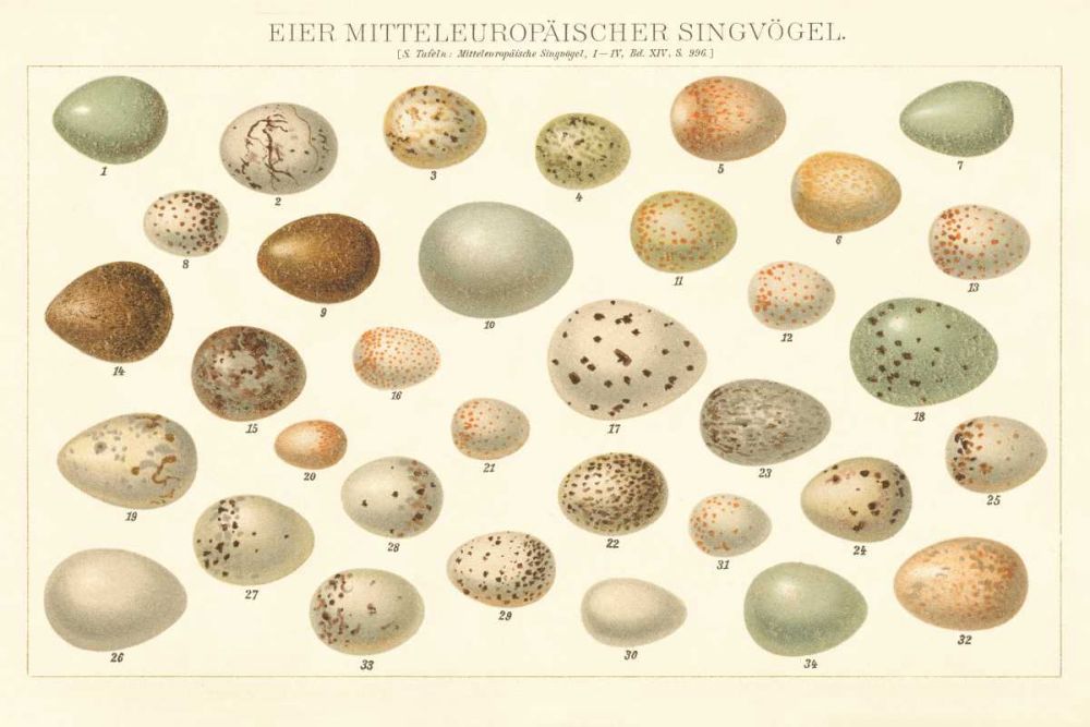 Song Bird Egg Chart v2 art print by Wild Apple Portfolio for $57.95 CAD