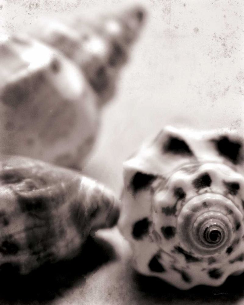 Beach Dreams Shells No Border art print by Sue Schlabach for $57.95 CAD