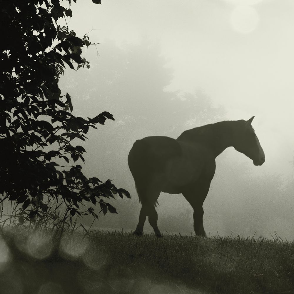 Morning Meadow Horses II art print by Sue Schlabach for $57.95 CAD