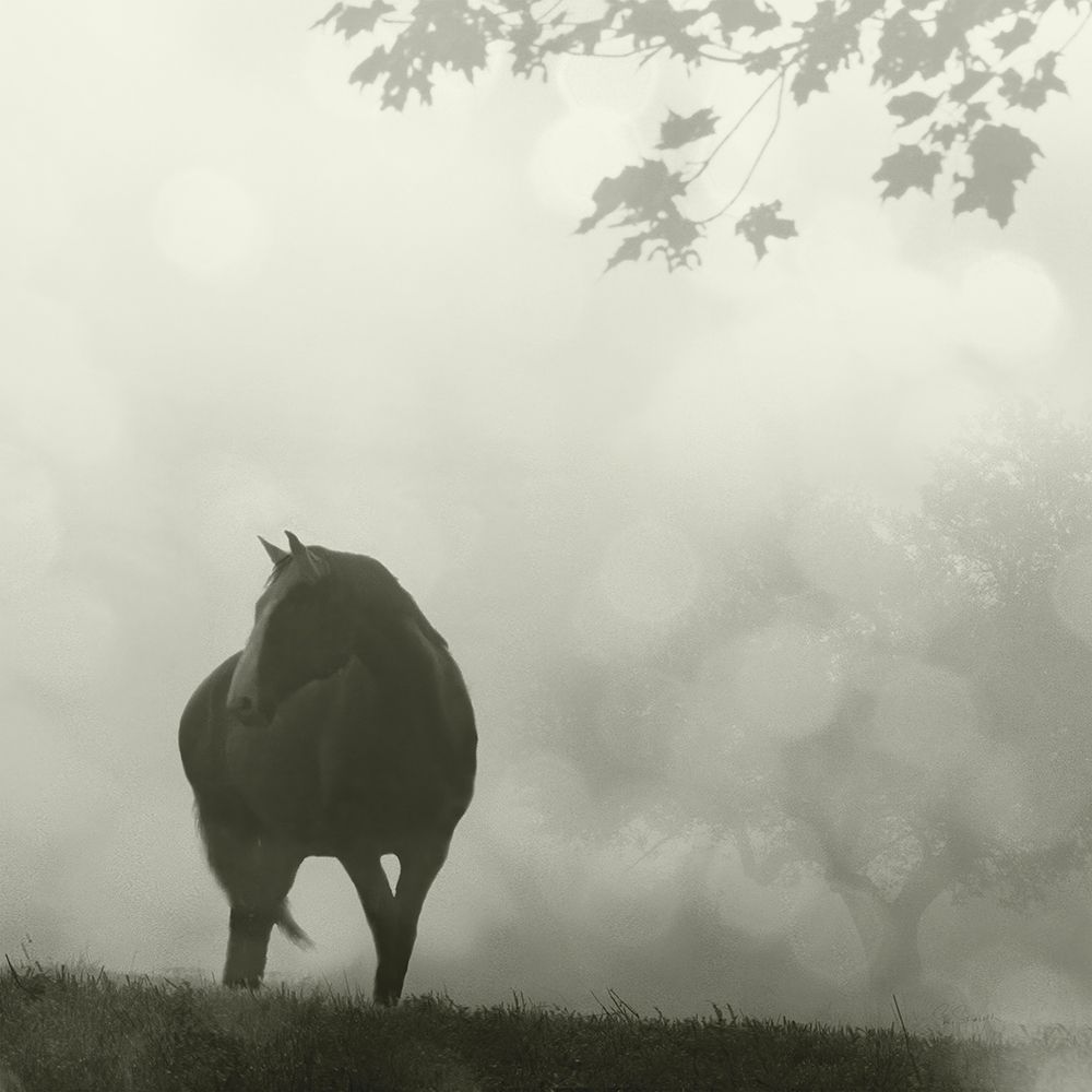 Morning Meadow Horses III art print by Sue Schlabach for $57.95 CAD