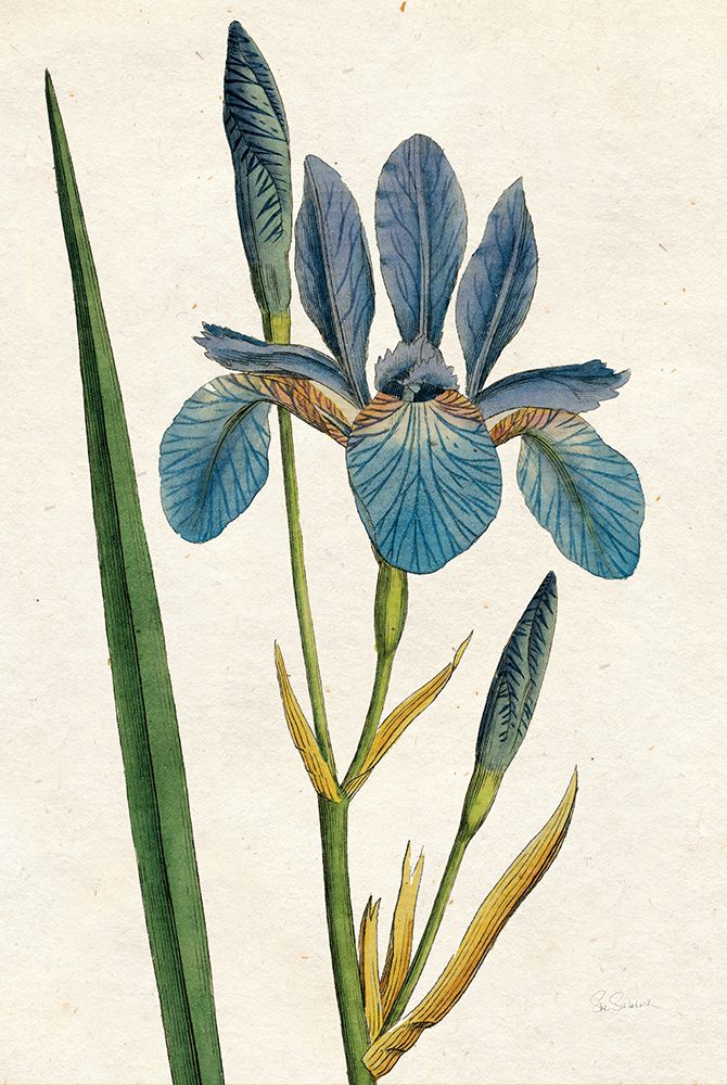 Iris Letter No Words art print by Sue Schlabach for $57.95 CAD