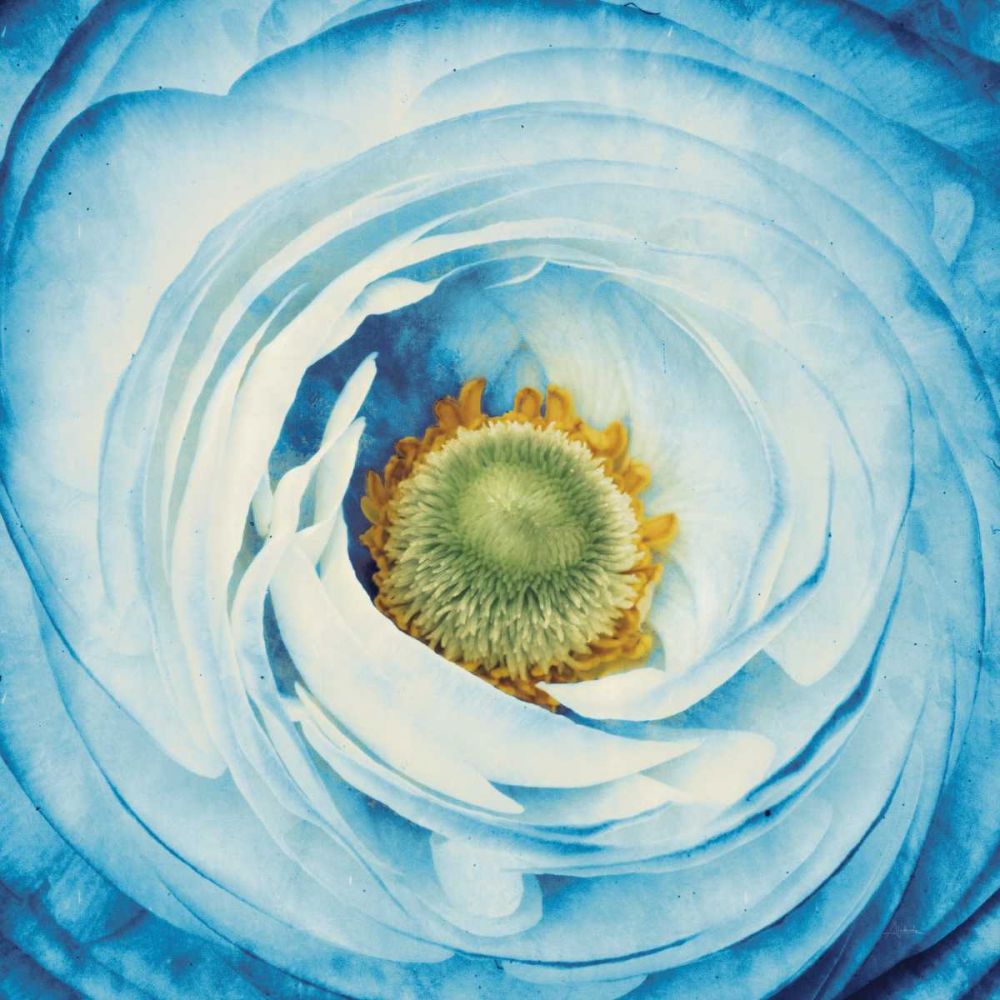 White Peony with Blue art print by Aledanda for $57.95 CAD