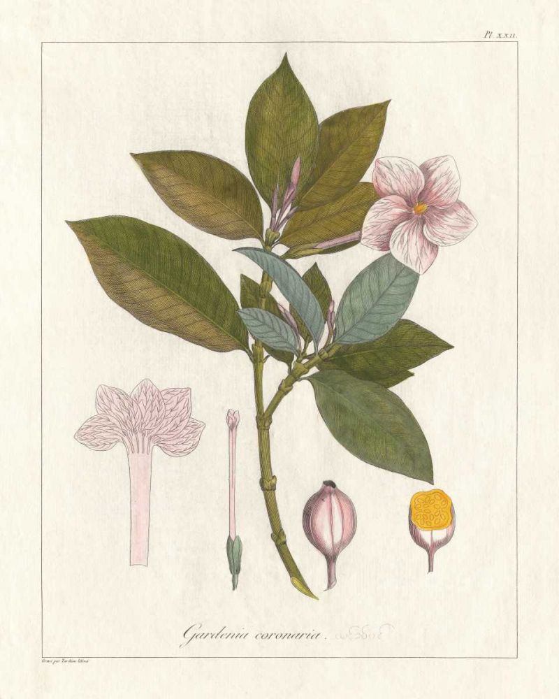 Botanical Gardenia v2 art print by Wild Apple Portfolio for $57.95 CAD