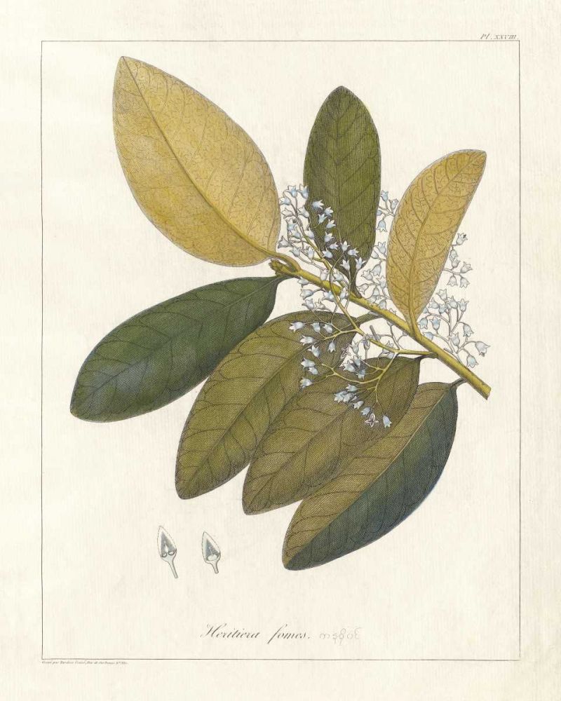 Botanical Heritiera v2 art print by Wild Apple Portfolio for $57.95 CAD
