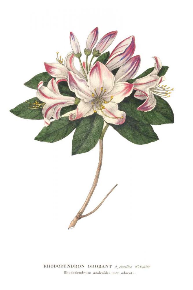 Rhododendron Bright art print by Wild Apple Portfolio for $57.95 CAD