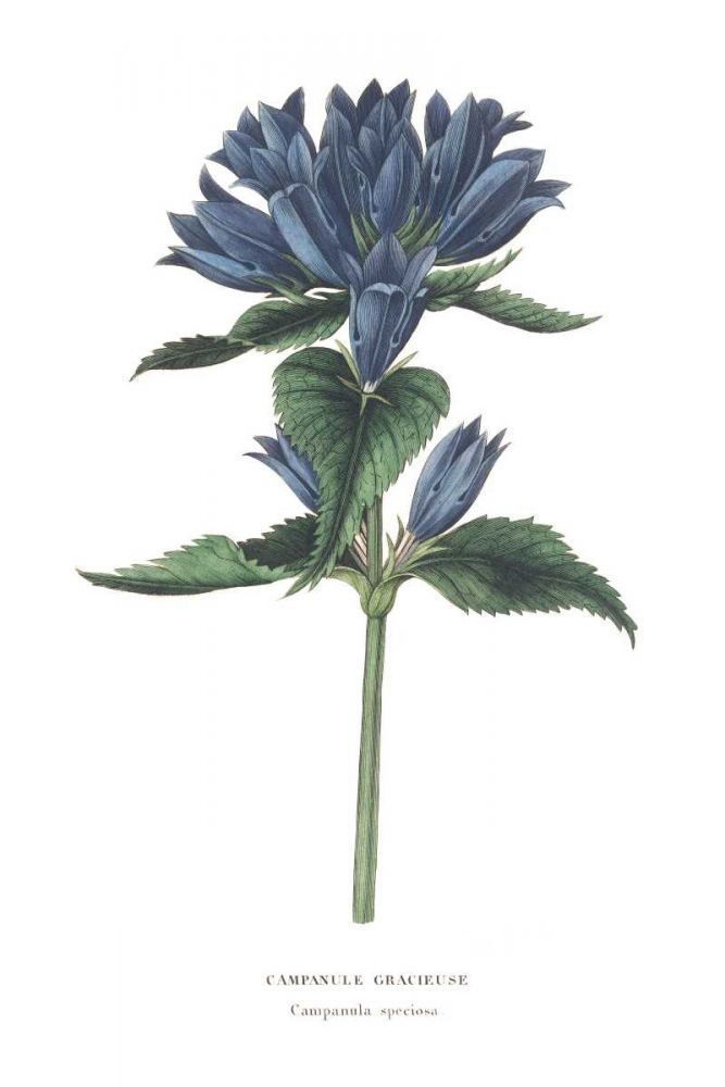 Campanula Bright art print by Wild Apple Portfolio for $57.95 CAD