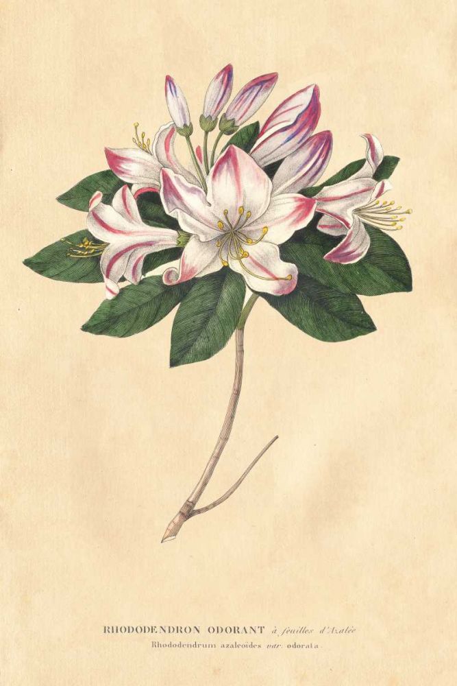 Rhododendron Vintage art print by Wild Apple Portfolio for $57.95 CAD