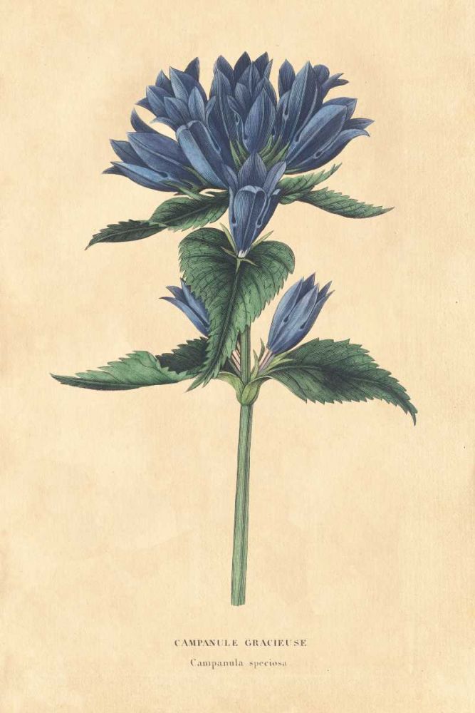Campanula Vintage art print by Wild Apple Portfolio for $57.95 CAD