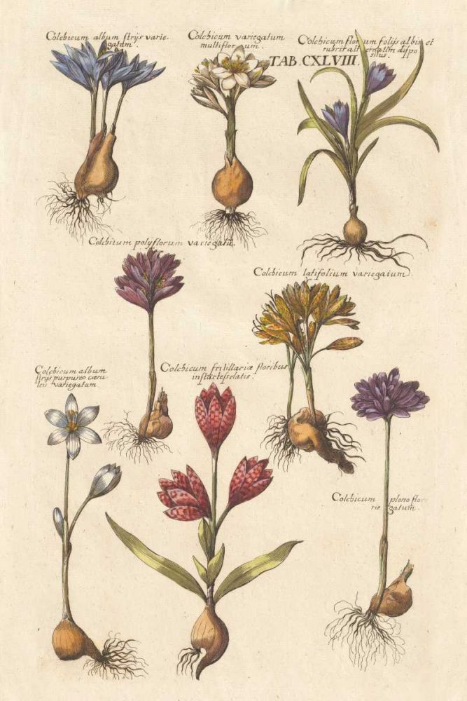 Vintage Florilegium I art print by Wild Apple Portfolio for $57.95 CAD
