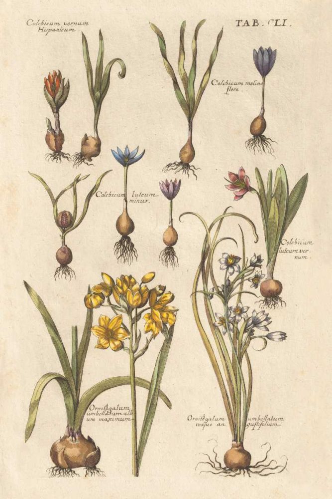 Vintage Florilegium II art print by Wild Apple Portfolio for $57.95 CAD
