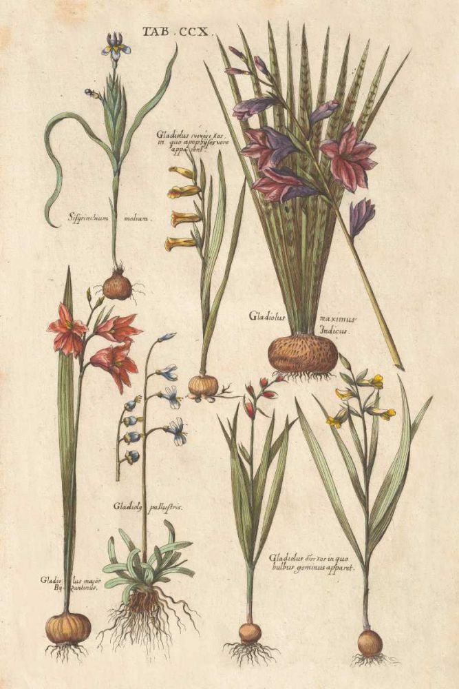 Vintage Florilegium III art print by Wild Apple Portfolio for $57.95 CAD