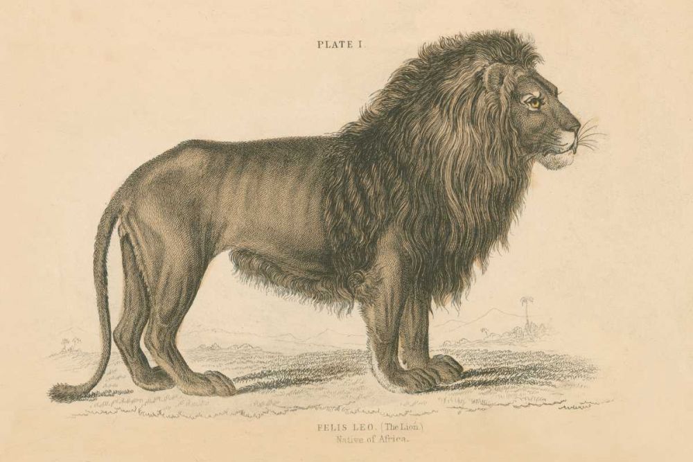 Vintage Lion art print by Wild Apple Portfolio for $57.95 CAD