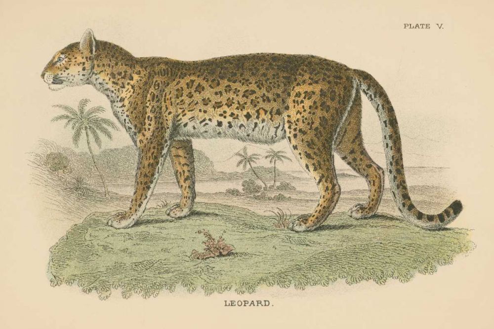 Vintage Leopard art print by Wild Apple Portfolio for $57.95 CAD