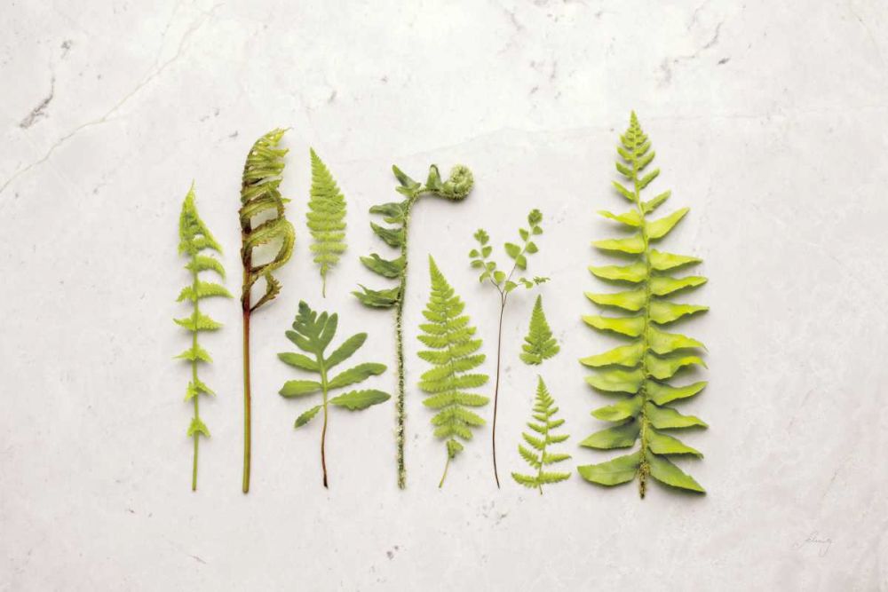 Flat Lay Ferns I art print by Felicity Bradley for $57.95 CAD
