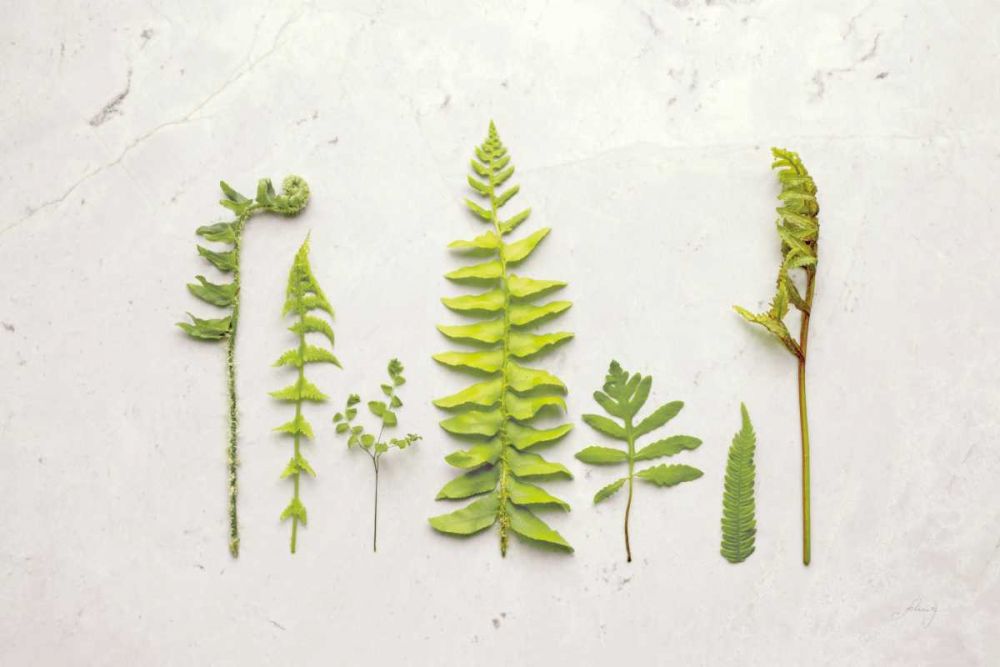 Flat Lay Ferns II art print by Felicity Bradley for $57.95 CAD