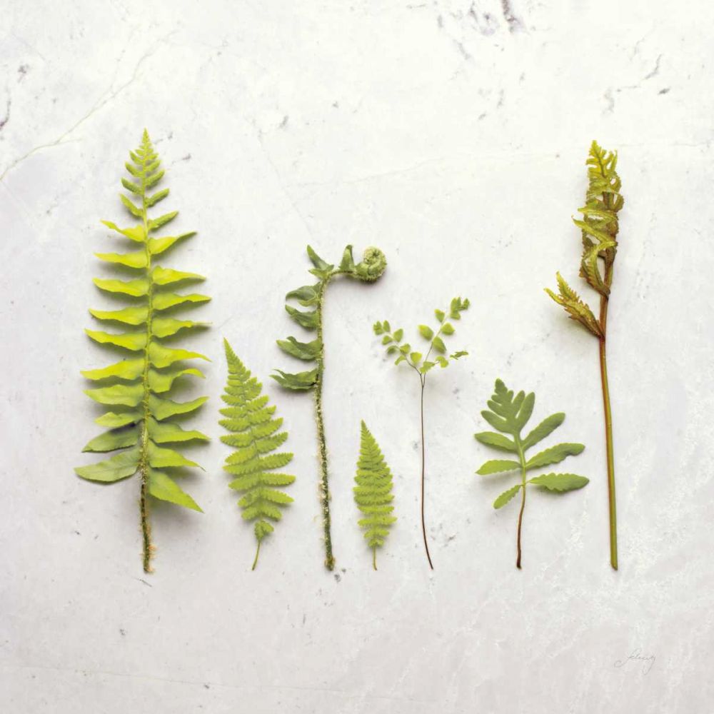 Flat Lay Ferns III art print by Felicity Bradley for $57.95 CAD