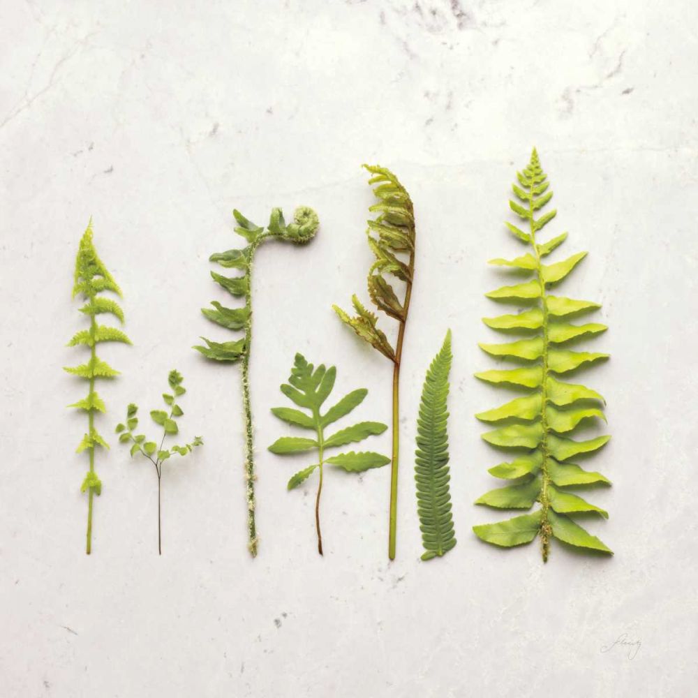 Flat Lay Ferns IV art print by Felicity Bradley for $57.95 CAD
