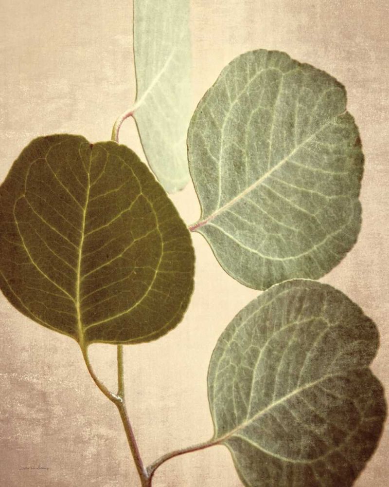 Eucalyptus Color art print by Debra Van Swearingen for $57.95 CAD