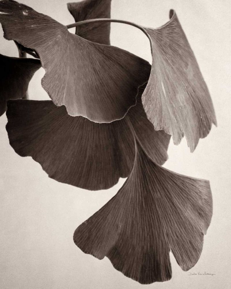 Gingko Sepia art print by Debra Van Swearingen for $57.95 CAD