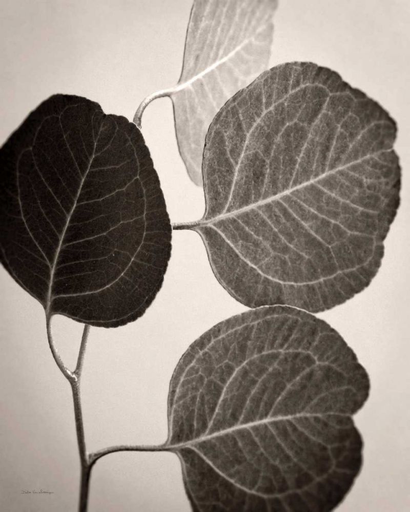 Eucalyptus Sepia art print by Debra Van Swearingen for $57.95 CAD