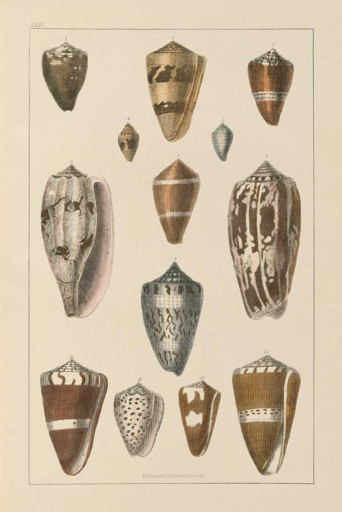 Shell Assorment I art print by Wild Apple Portfolio for $57.95 CAD