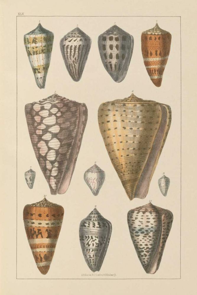 Shell Assorment II art print by Wild Apple Portfolio for $57.95 CAD