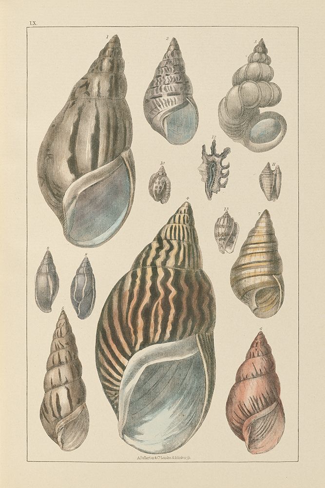 Shell Assorment III art print by Wild Apple Portfolio for $57.95 CAD