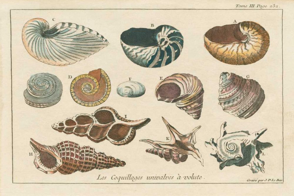 Shell Etchings I art print by Wild Apple Portfolio for $57.95 CAD