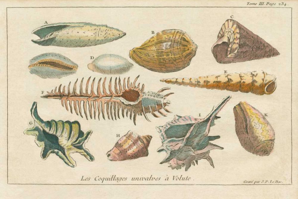 Shell Etchings II art print by Wild Apple Portfolio for $57.95 CAD
