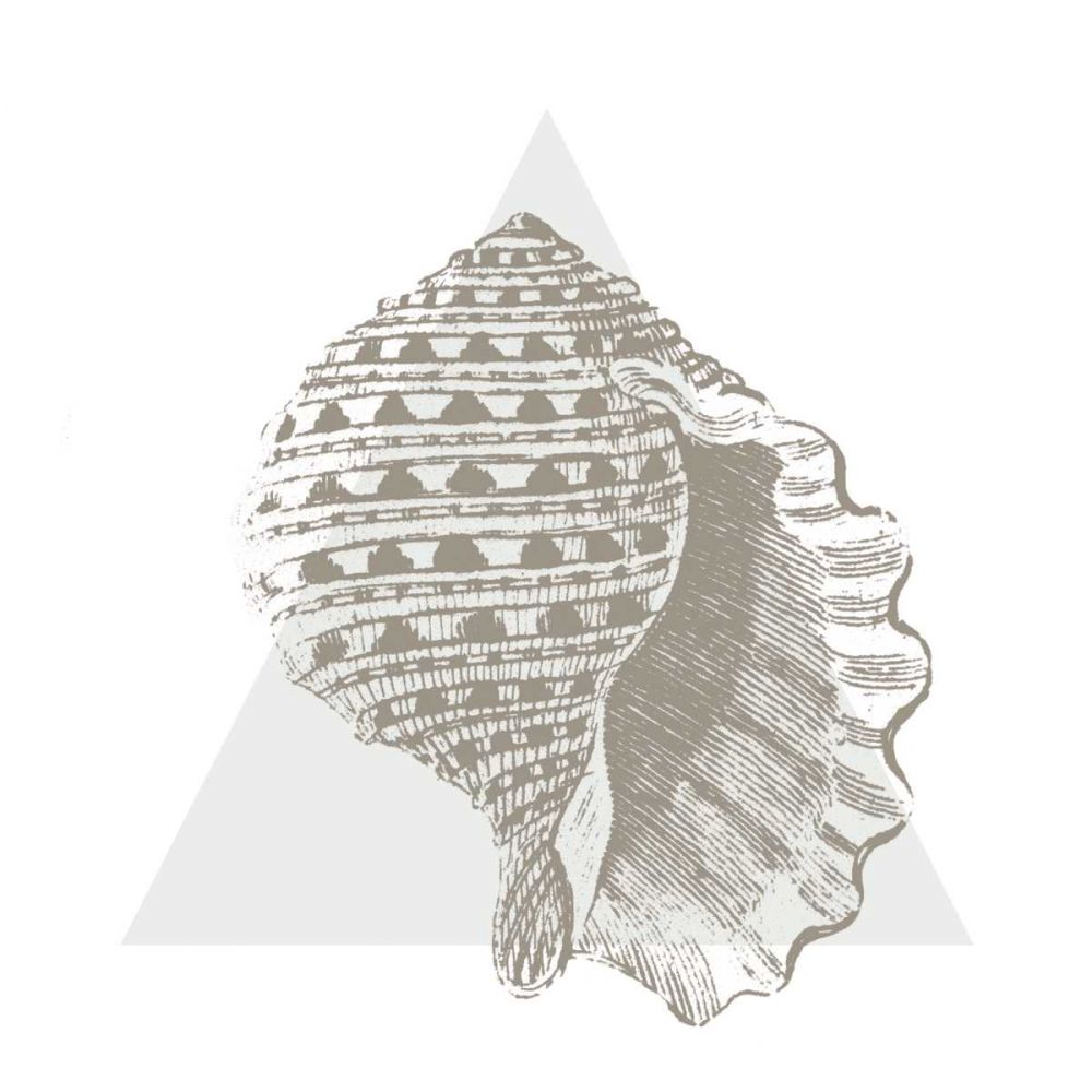 Conchology Sketches III art print by Wild Apple Portfolio for $57.95 CAD