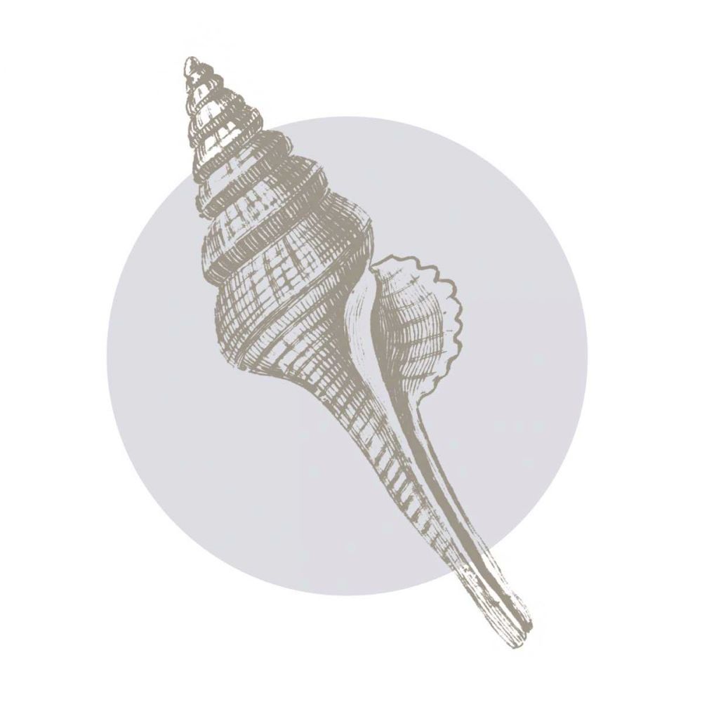 Conchology Sketches IV art print by Wild Apple Portfolio for $57.95 CAD