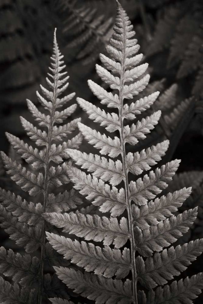 Lady Fern I art print by Lisa Audit for $57.95 CAD