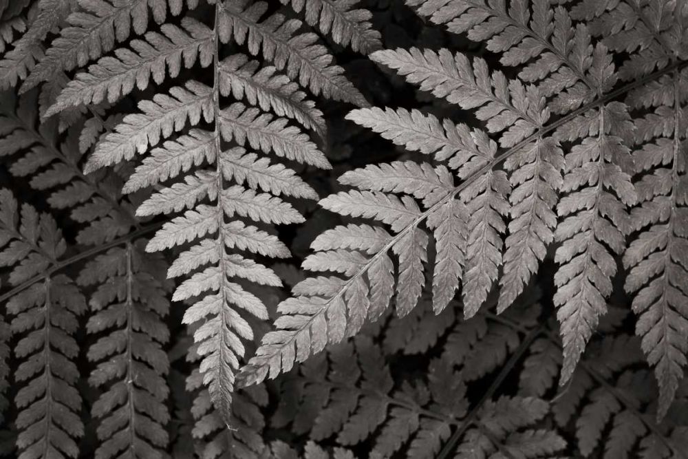 Lady Fern II art print by Lisa Audit for $57.95 CAD