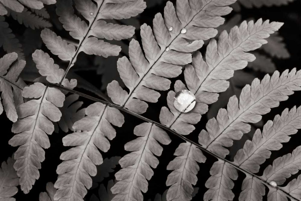 Oak Fern art print by Lisa Audit for $57.95 CAD