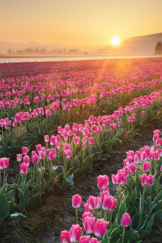 Skagit Valley Tulips II art print by Lisa Audit for $57.95 CAD