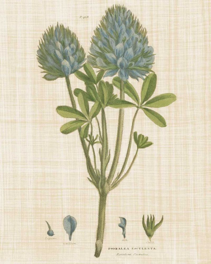 Herbal Botany XV Linen Crop art print by Wild Apple Portfolio for $57.95 CAD