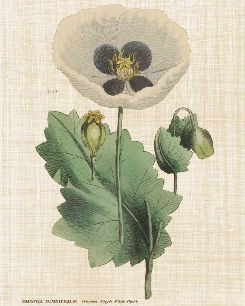 Herbal Botany XVI Linen Crop art print by Wild Apple Portfolio for $57.95 CAD