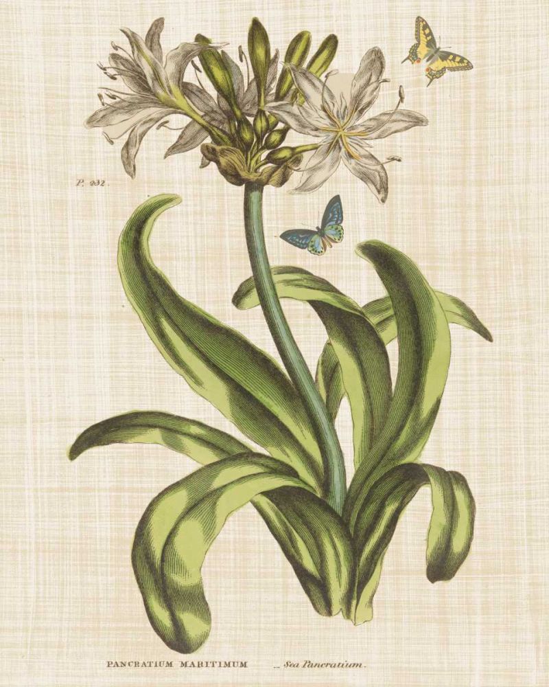 Herbal Botany XX Butterfly Linen Crop art print by Wild Apple Portfolio for $57.95 CAD