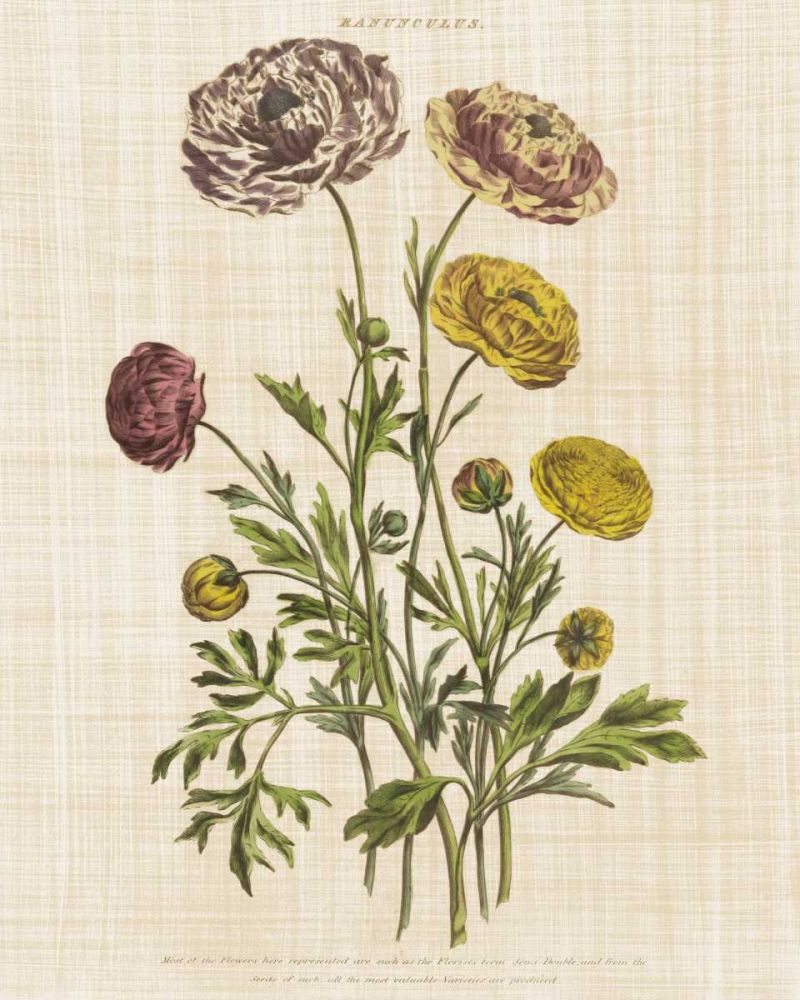 Herbal Botany XXII v2 Linen Crop art print by Wild Apple Portfolio for $57.95 CAD