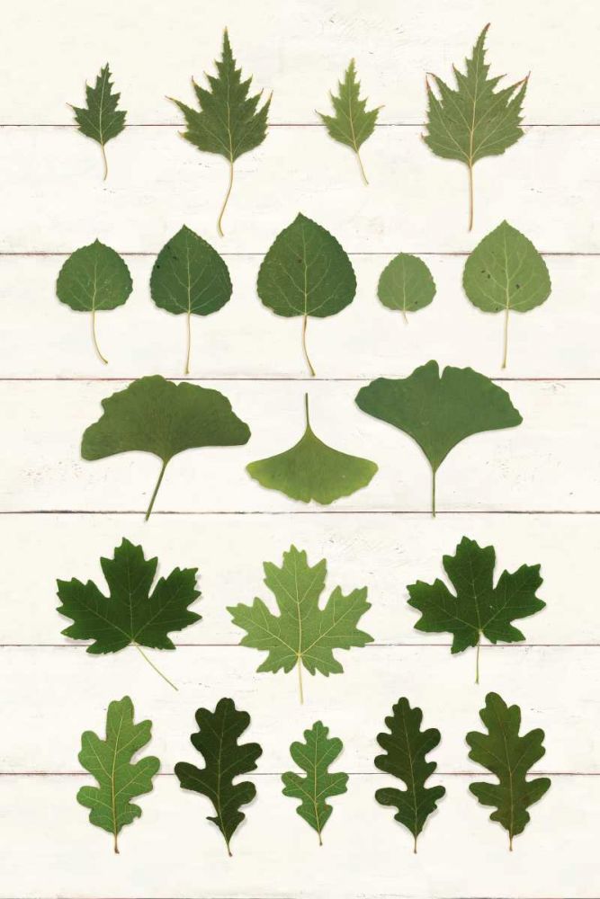 Leaf Chart I Shiplap art print by Wild Apple Portfolio for $57.95 CAD