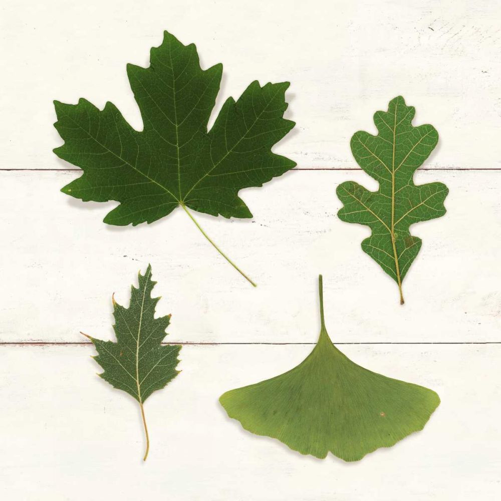 Leaf Chart II Shiplap art print by Wild Apple Portfolio for $57.95 CAD