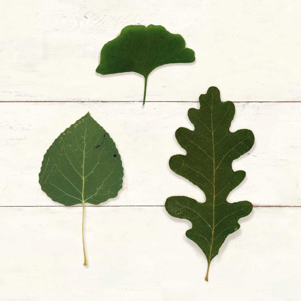 Leaf Chart III Shiplap art print by Wild Apple Portfolio for $57.95 CAD