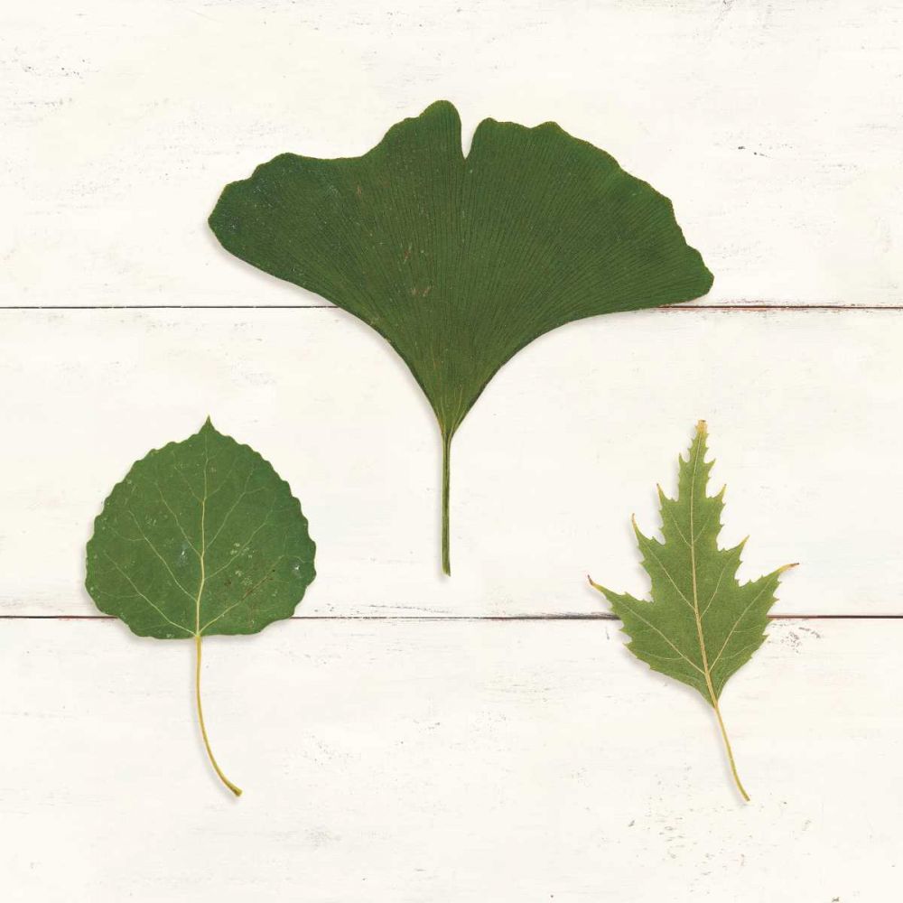 Leaf Chart IV Shiplap art print by Wild Apple Portfolio for $57.95 CAD