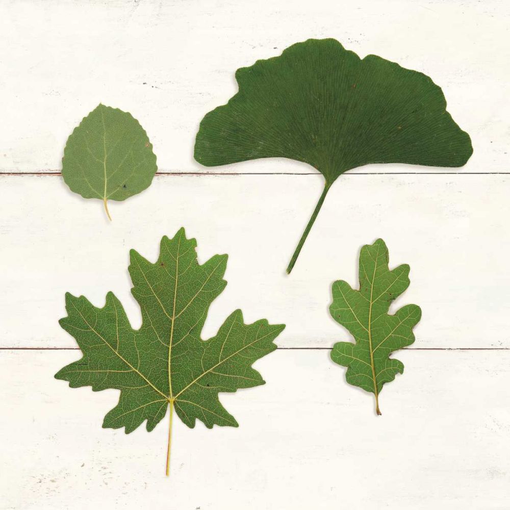 Leaf Chart V Shiplap art print by Wild Apple Portfolio for $57.95 CAD