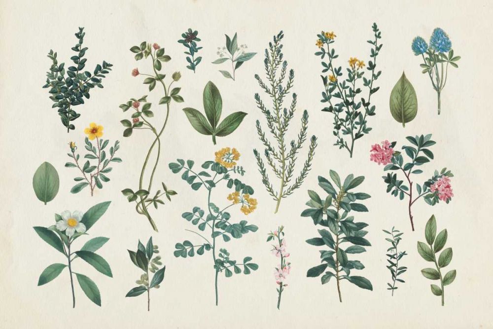 Victorian Garden III art print by Wild Apple Portfolio for $57.95 CAD