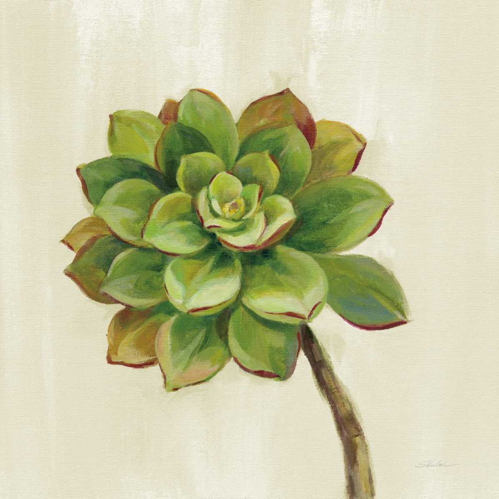 Front Yard Succulent IV art print by Silvia Vassileva for $57.95 CAD
